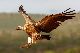 White backed vulture flying before landing in Zimanga Game Reserve in Kwa Zulu Natal in South Africa