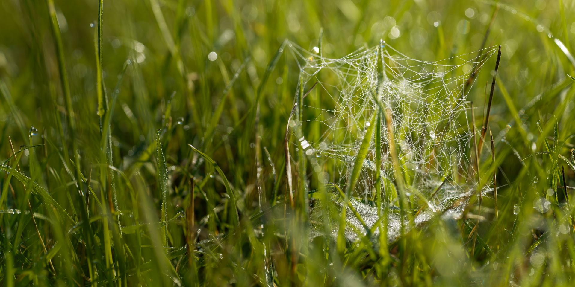 Close-up view of dewdrop-covered grass with a delicate spider web glistening in the sunlight.