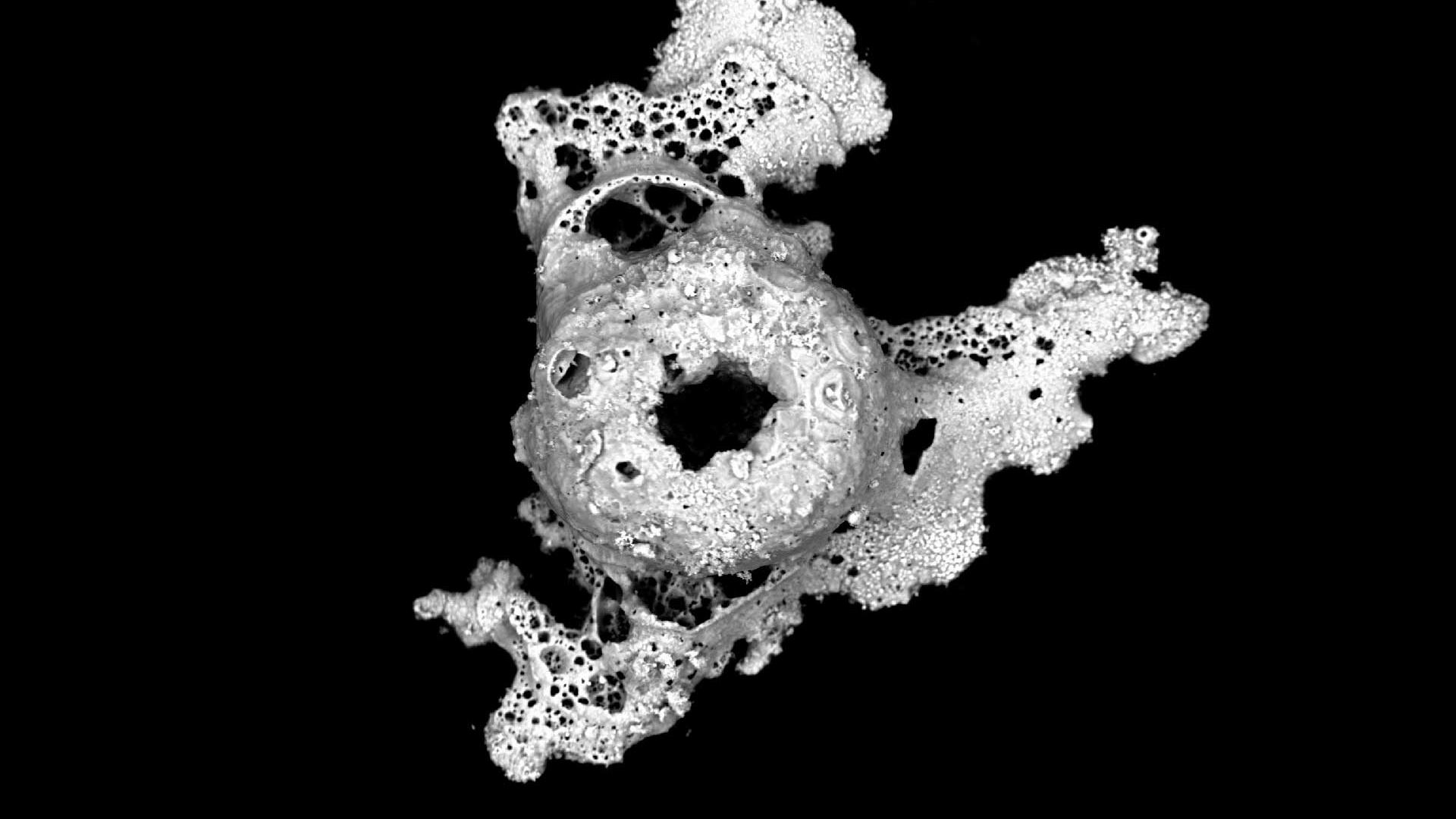 GSR =由钛和锌组成的枪击残留物，SEM EHT = 20 kV探测器：NTS BSD WD：8.5 mm