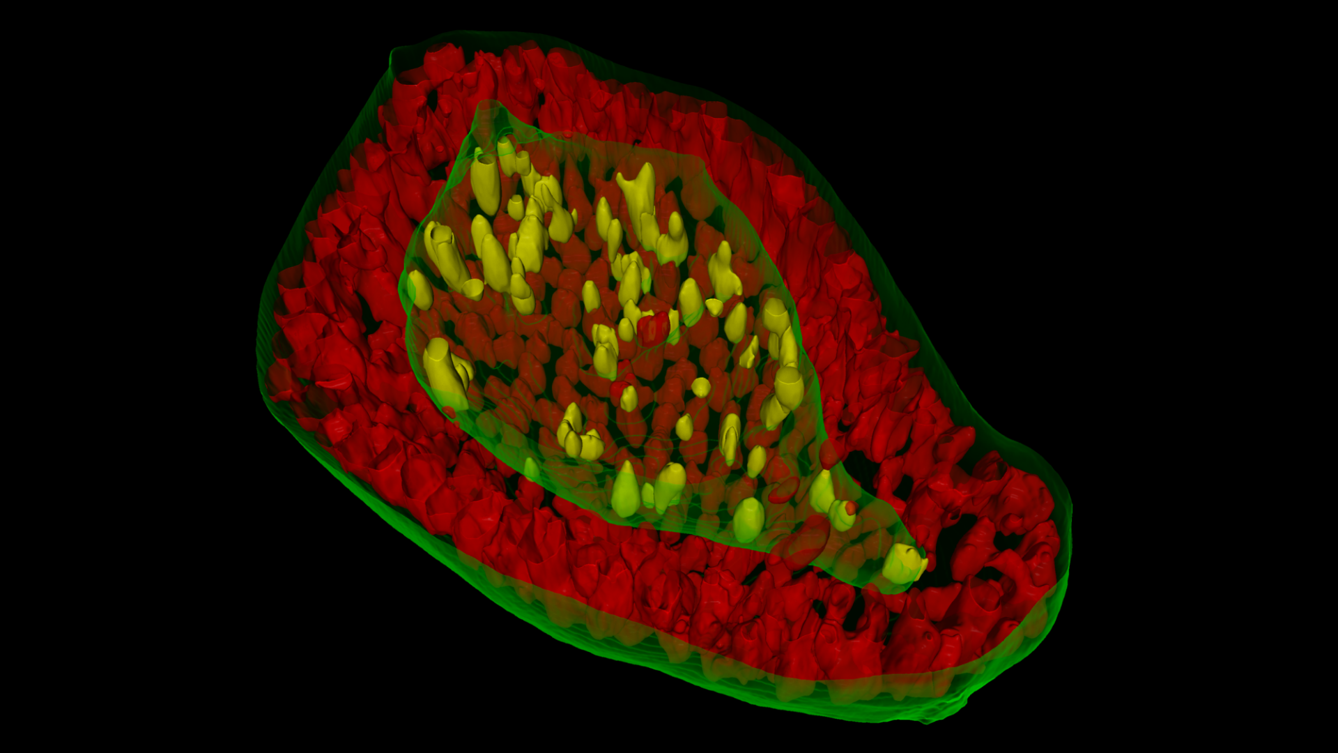 三维类器官、亚细胞结构（上皮细胞层和内腔）。研究Wnt信号在类器官形成中的作用。使用蔡司Celldiscoverer 7共聚焦扫描仪和Airyscan采集。