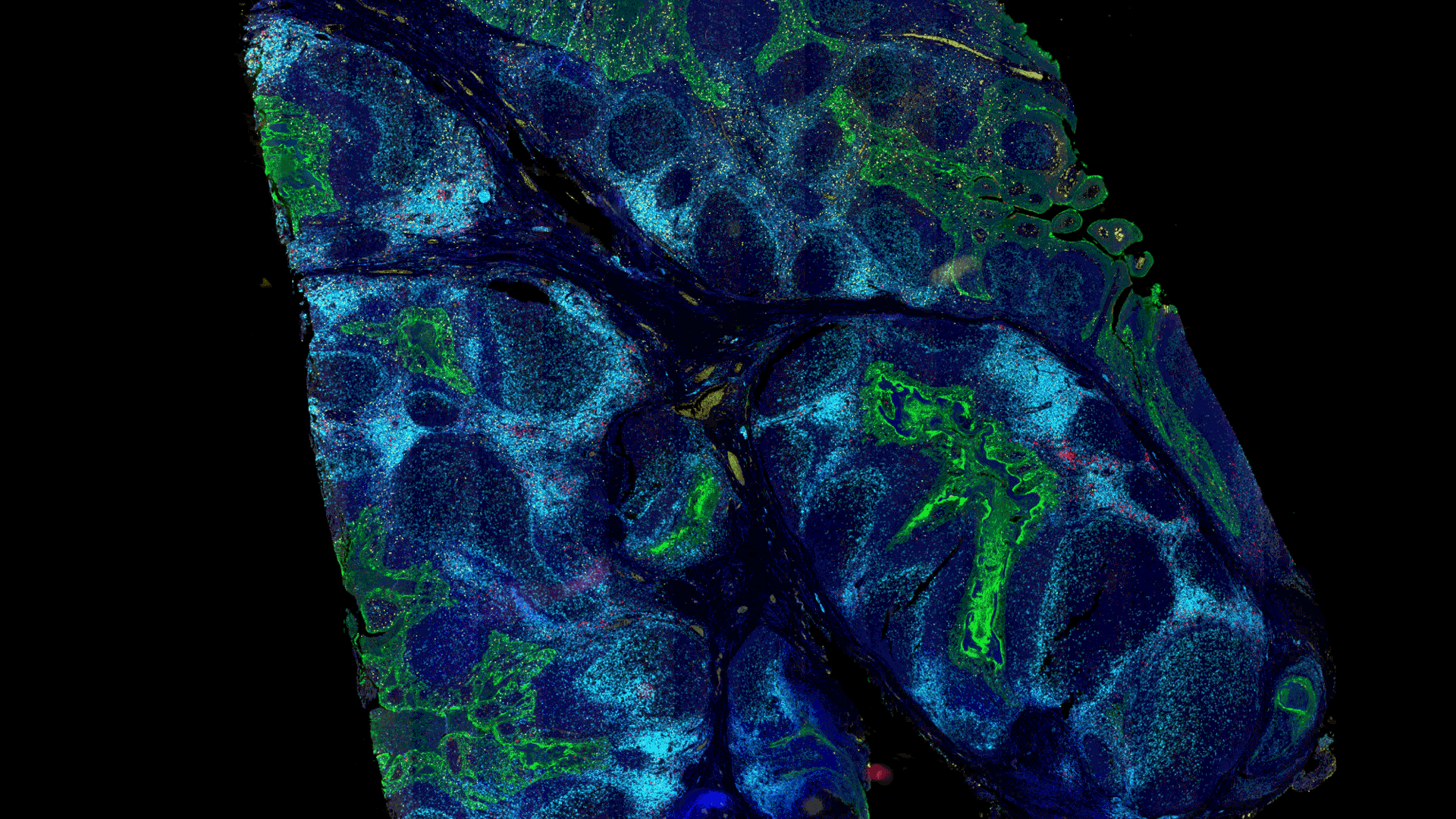 空间生物学图像样品