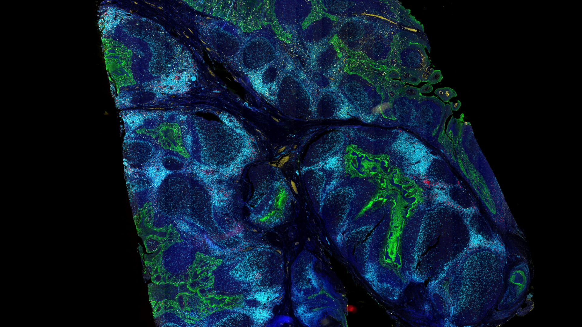空间生物学图像样品
