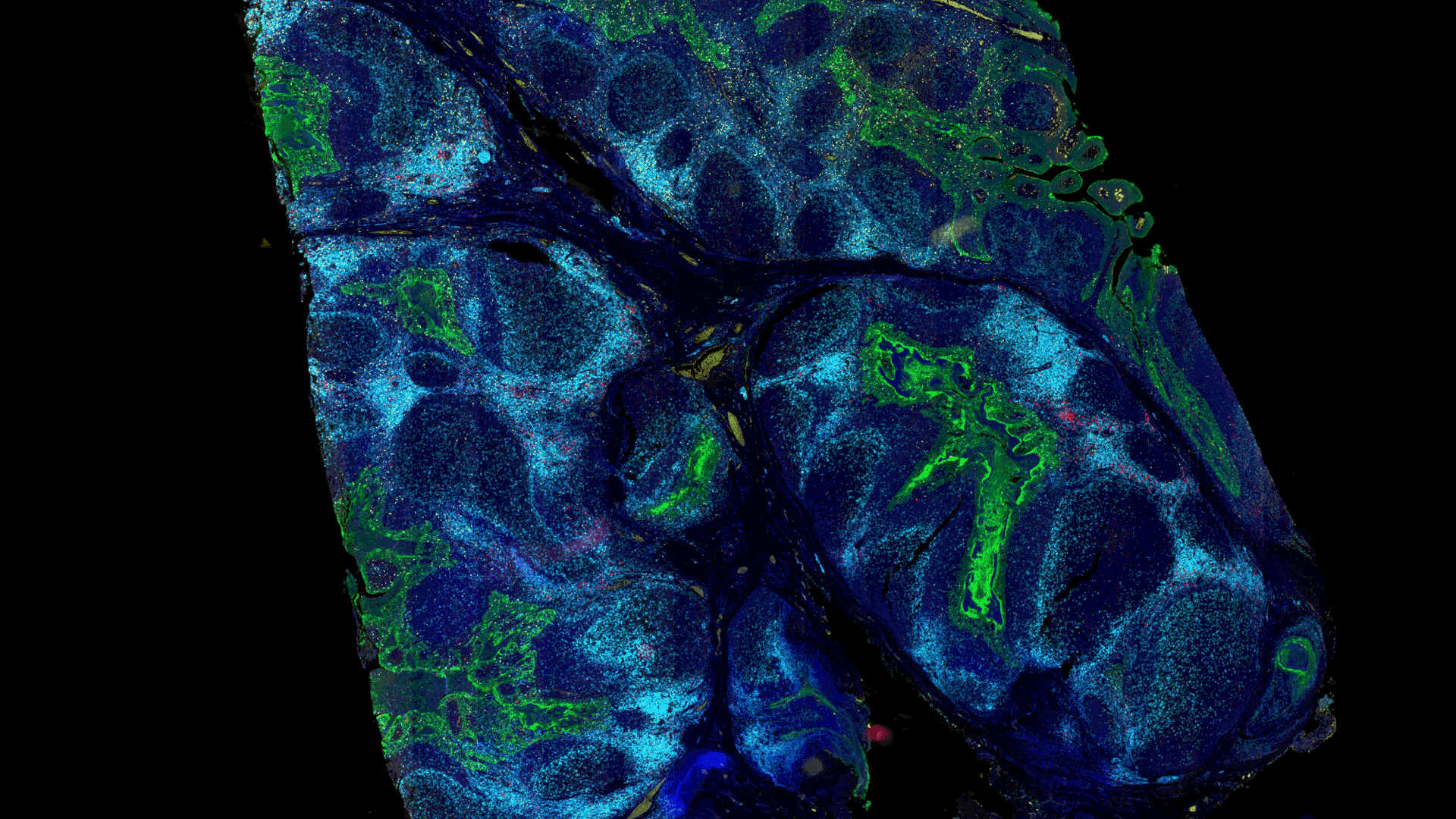 由蔡司Axioscan 7采集的空间生物学应用图像