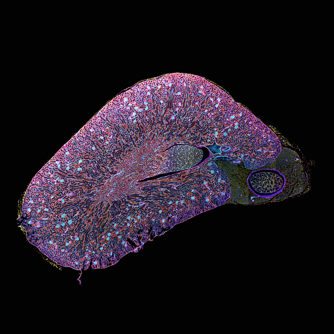 小鼠肾脏5 μm FFPE切片，同时用6种免疫荧光标记物及DAPI染色。使用Axioscan 7空间生物学系统获取空间组学图像