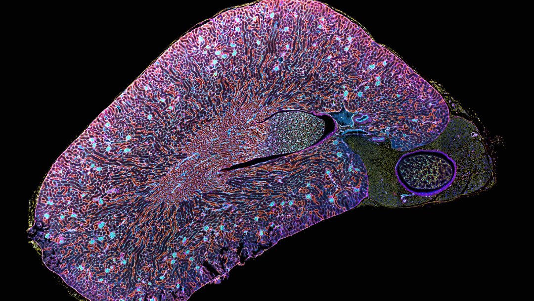 小鼠肾脏5 μm FFPE切片，同时用6种免疫荧光标记物及DAPI染色。使用Axioscan 7空间生物学系统获取空间组学图像