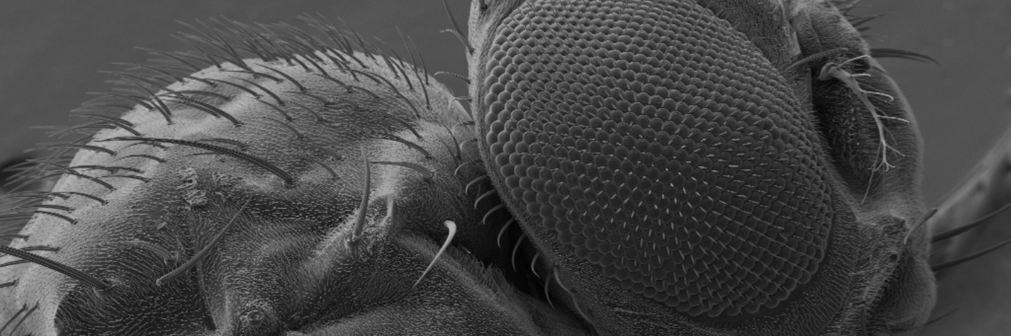 FIB-SEM 果蝇 蔡司Crossbeam