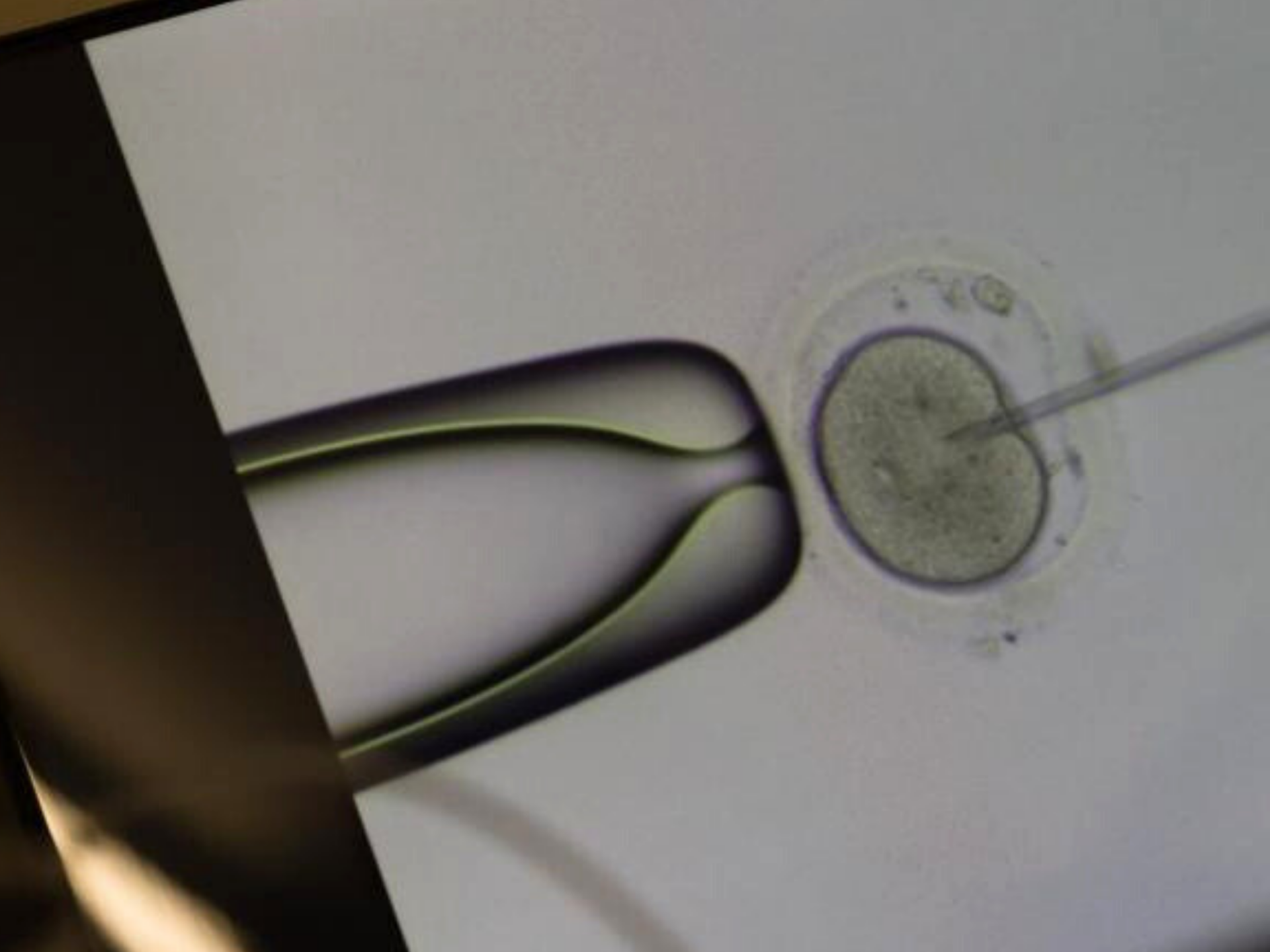 受精，辅助生殖技术，胞浆内单精子注射，卵母细胞，Axio Observer，Narishige显微操作系统