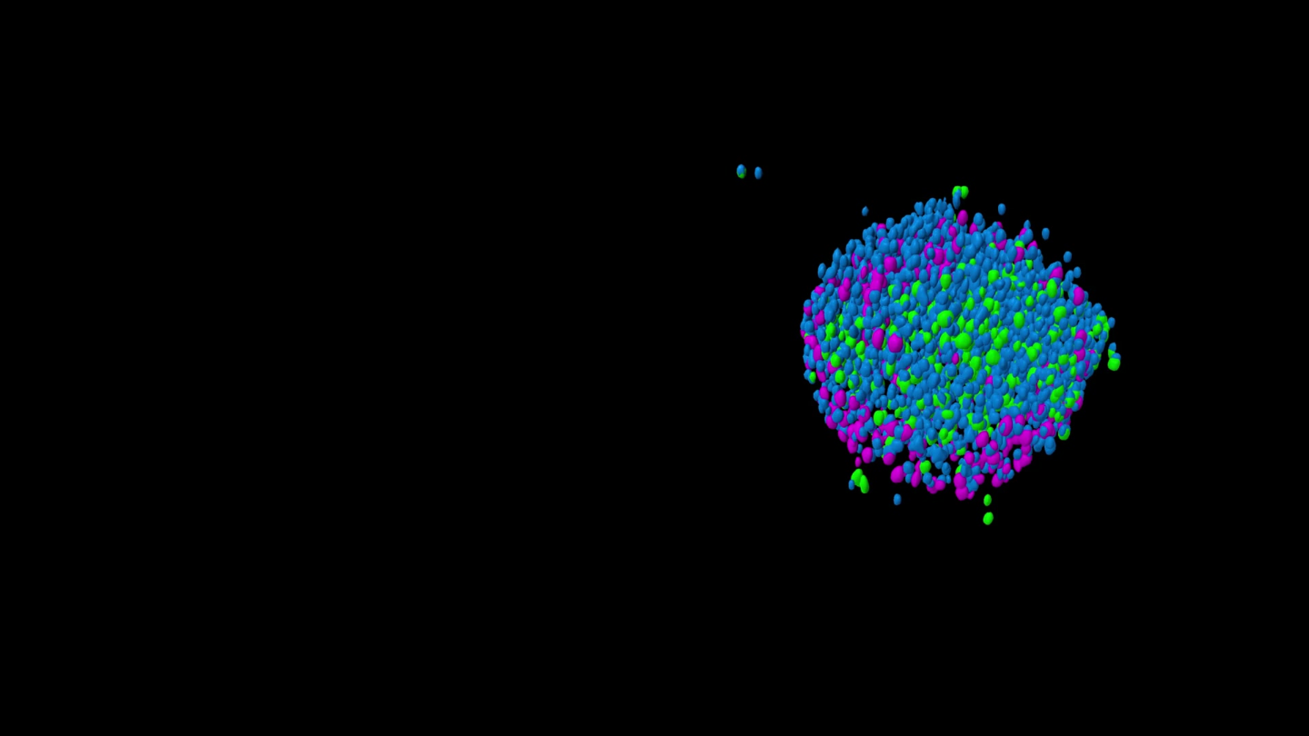 HCT-116-GFP（结肠癌）/NIH-3T3-RFP（成纤维细胞）共培养细胞的透明化细胞团，细胞核用Hoechst染色。