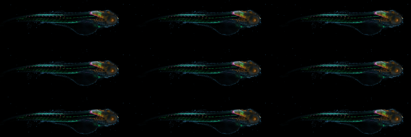 转基因斑马鱼幼仔的Apotome光学切片和Apotome Plus处理图像，受精4天后对以下蛋白进行染色：胶质纤维酸性蛋白、乙酰化微管蛋白、GFP和DNA。包埋于1.2%低熔琼脂糖中