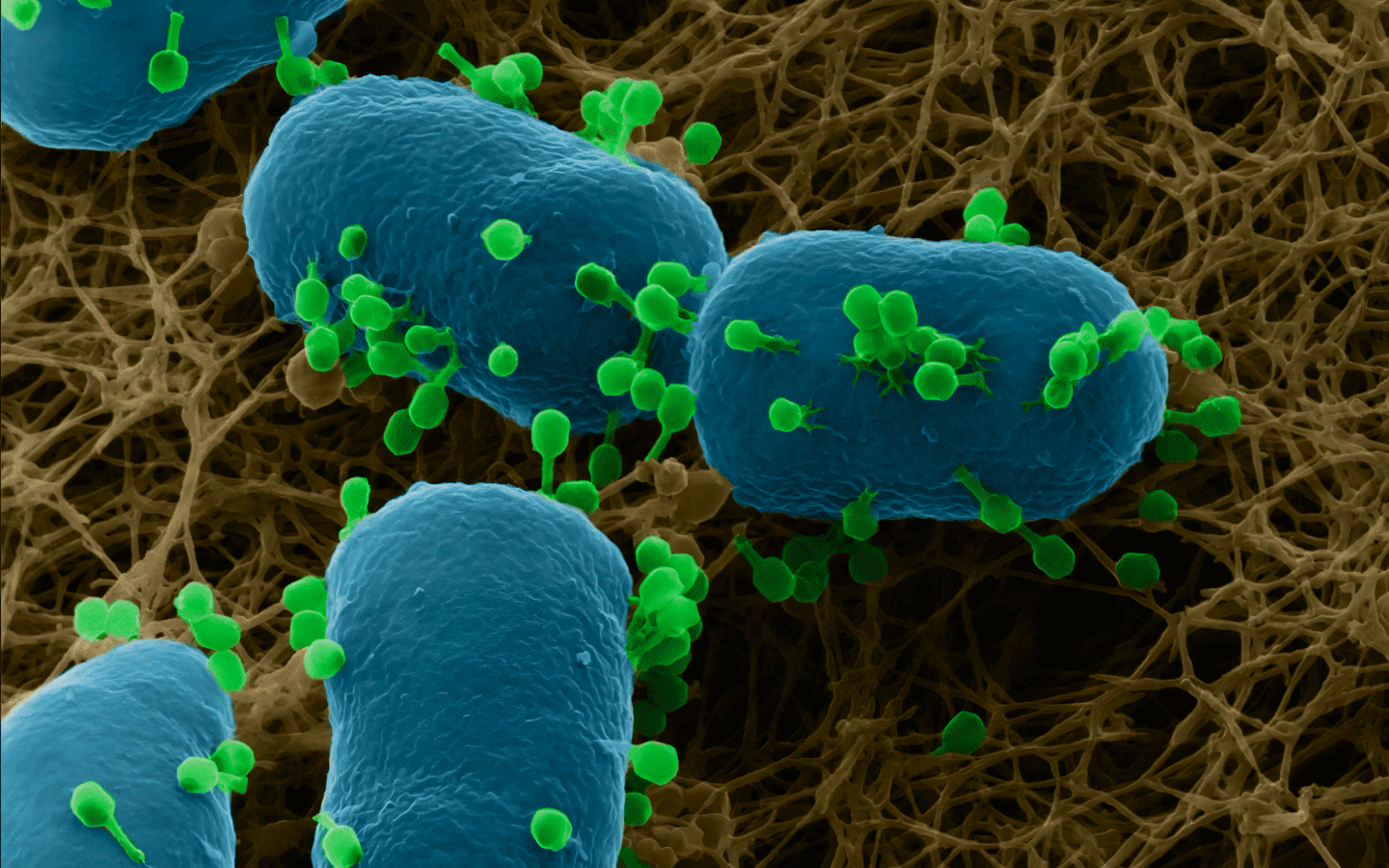 蔡司显微镜助力微生物学研究：病原体鉴定、生物膜观测、微生物耐药性
