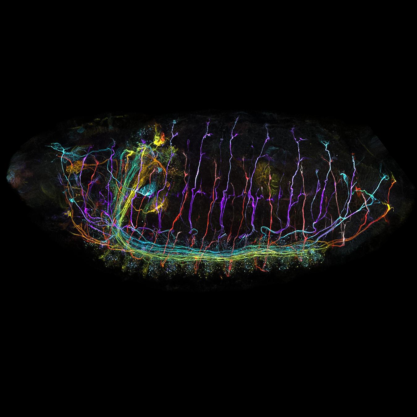 果蝇胚胎，使用LSM 900的Multiplex模式成像。