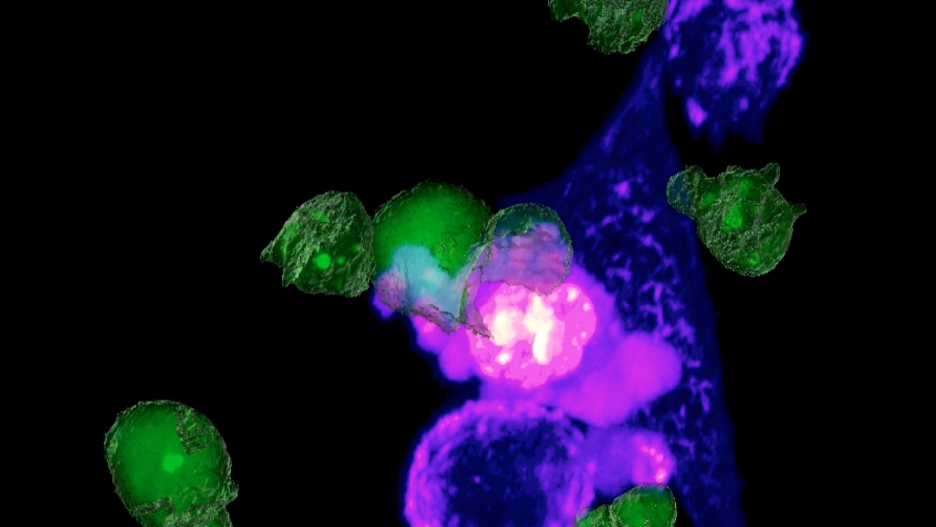 CAR-t细胞靶向杀伤