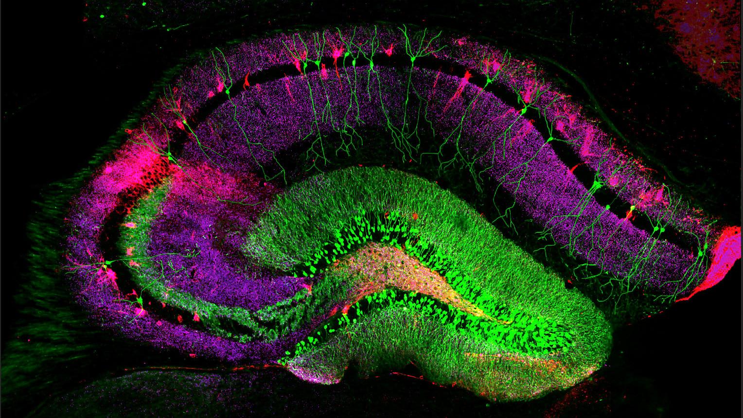 大脑部分_神经科学