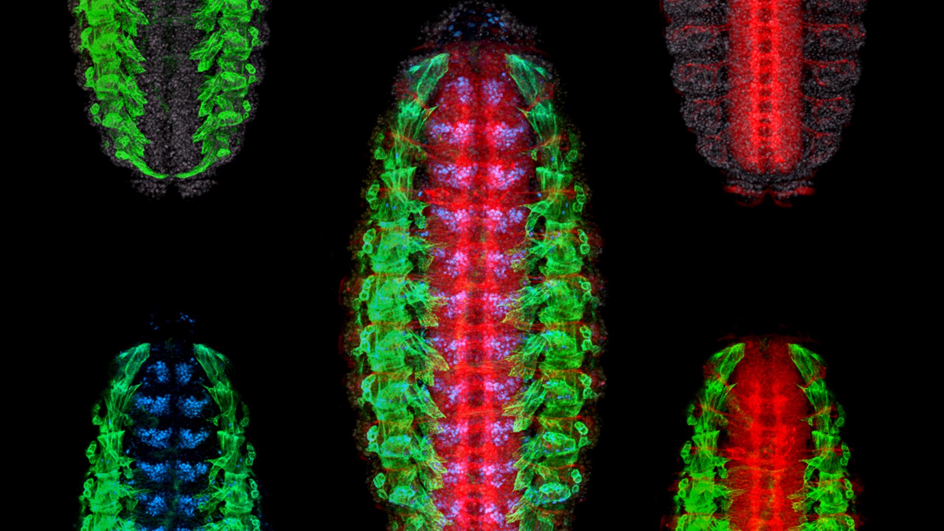 第16阶段黑腹果蝇胚胎免疫染色腹面图，原肌球蛋白（绿色；肌肉），Pax 3/7（蓝色；CNS与外胚层内体节核团）和抗HRP（红色；神经系统的细胞体和轴突）。所有细胞核均显示为灰色（DAPI）。