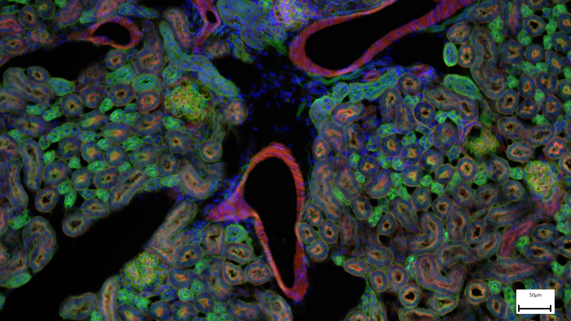 冷冻切片，AF 488 - WGA，AF 568 - Phalloidin，DAPI，使用蔡司Axiolab 5采集 