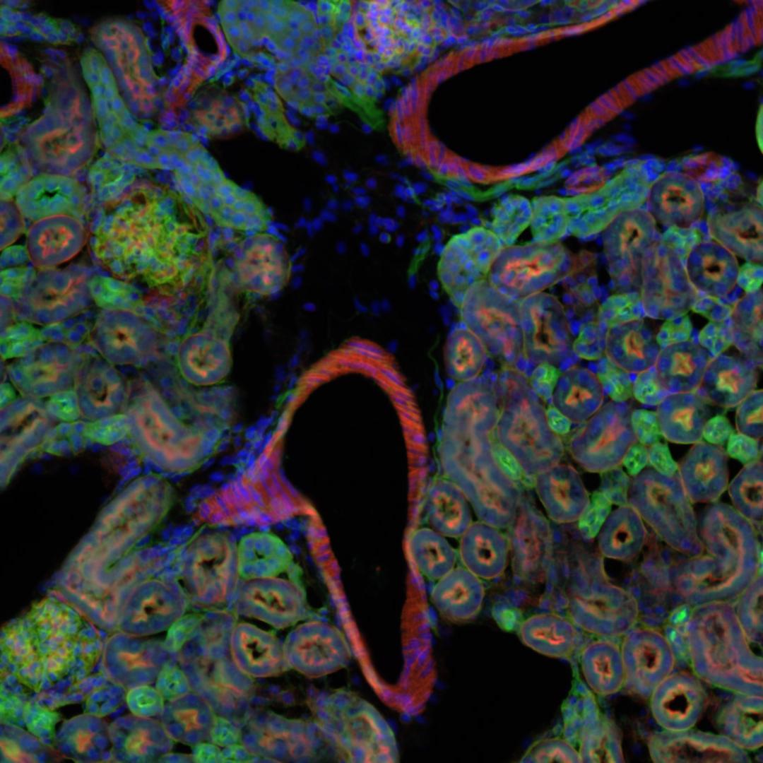 冷冻切片，AF 488 - WGA，AF 568 - Phalloidin，DAPI，使用蔡司Axiolab 5采集