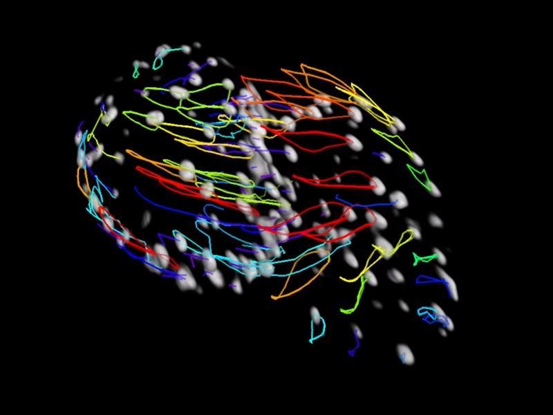 斑马鱼胚胎跳动心脏的核追踪。高速体成像首次实现了以三维实时采集斑马鱼心跳数据。 