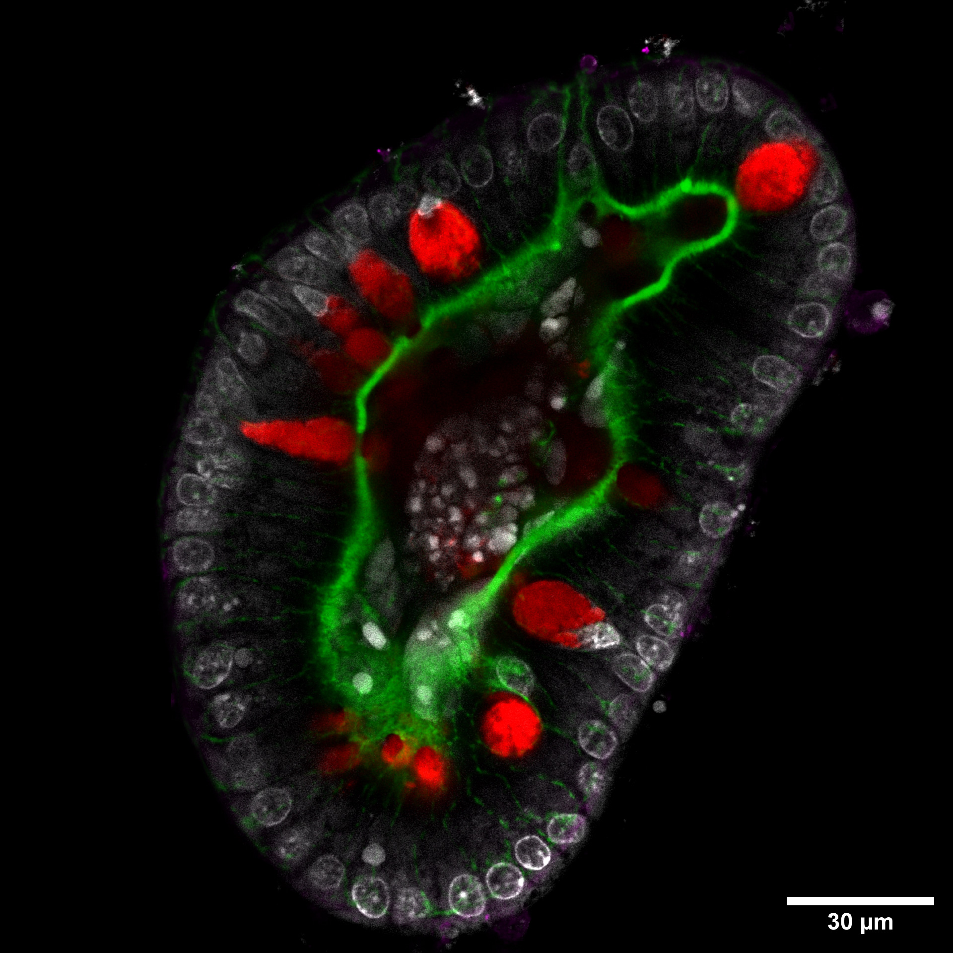 小肠的分泌细胞在顶端F-肌动蛋白刷状缘上产生孔洞。DAPI（白色）：DNA，鬼笔环肽（绿色）：F-肌动蛋白，UEA-1（红色）：分泌细胞（潘氏，杯状），COX-1（紫色）：簇细胞。