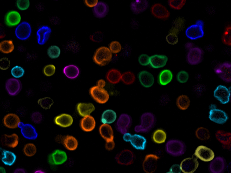 出芽酵母细胞壁的高级多光谱分析技术。样品由ZEISS Microscopy GmbH的Michal Skruzny提供
