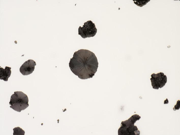 球墨铸铁，抛光样品，使用不同观察方式在相同位置成像（观察视野265 µm）。明场