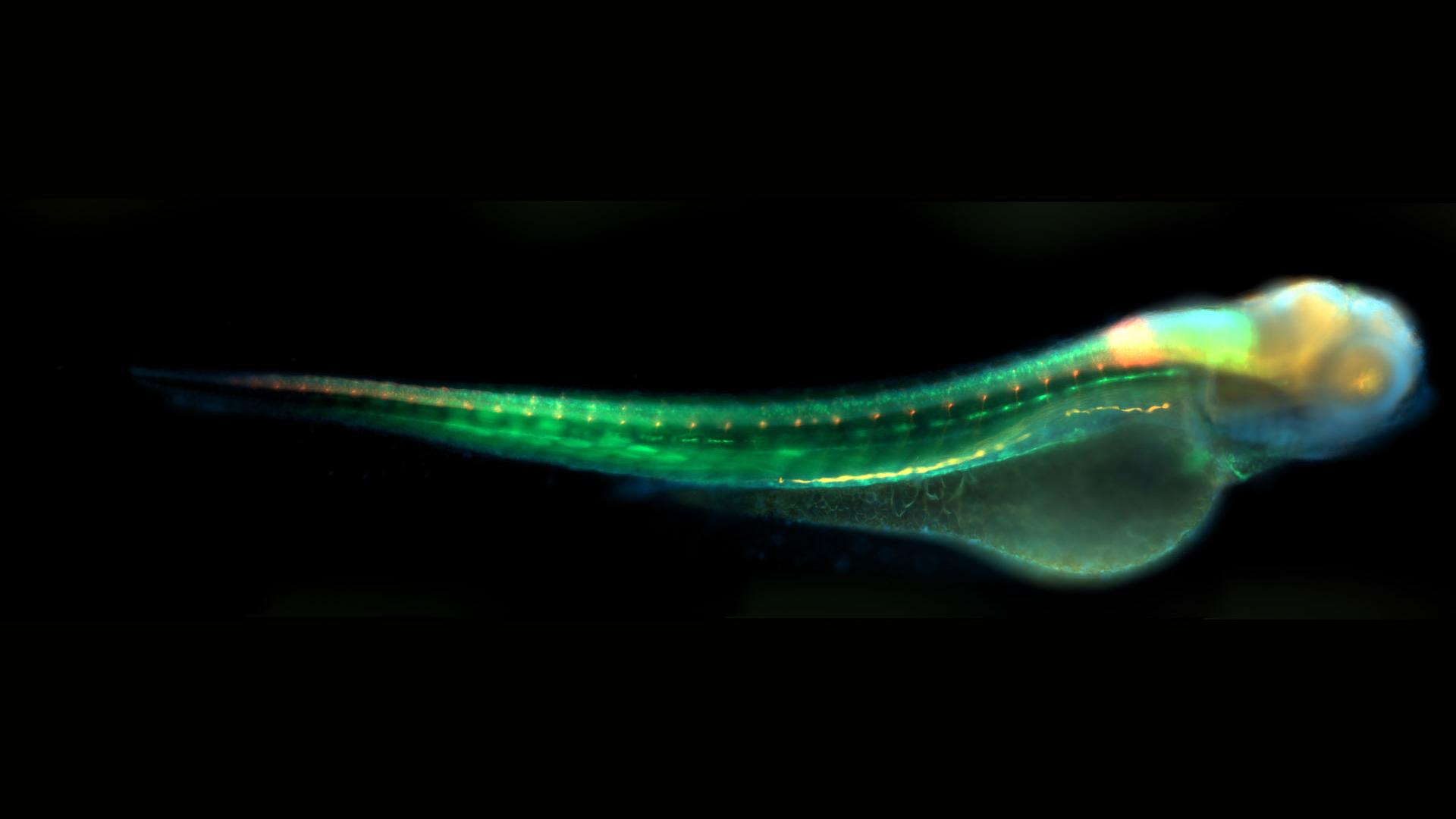 转基因斑马鱼幼仔，受精4天后对以下蛋白进行染色：胶质纤维酸性蛋白、乙酰化微管蛋白、GFP和DNA。包埋于1.2%低熔琼脂糖中。