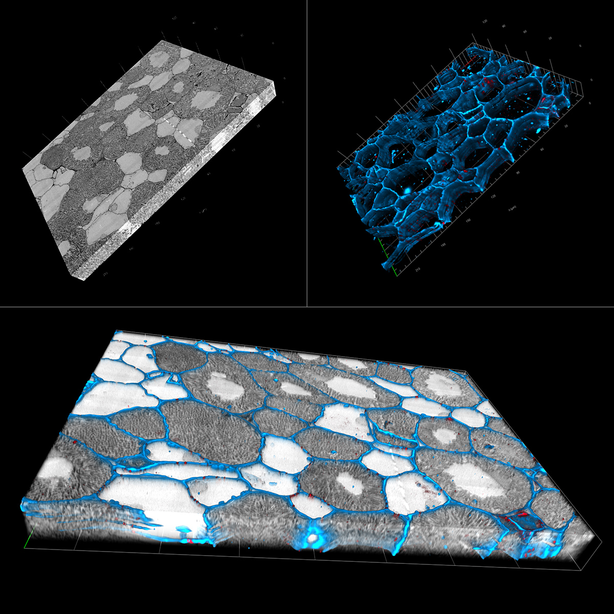 用于连续切片的3D光学与电子显微镜