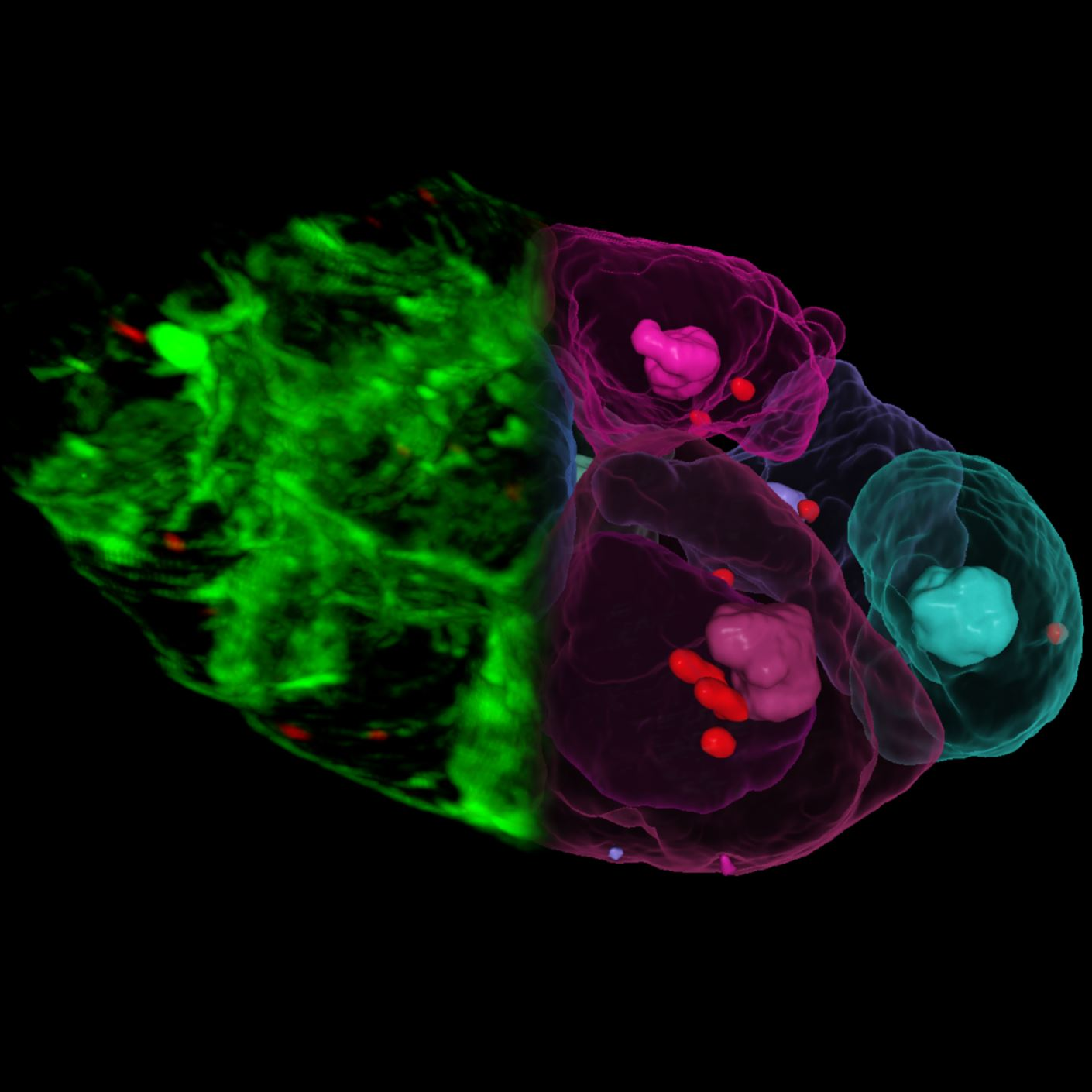 秀丽隐杆线虫从原始图像到分割结果的转变