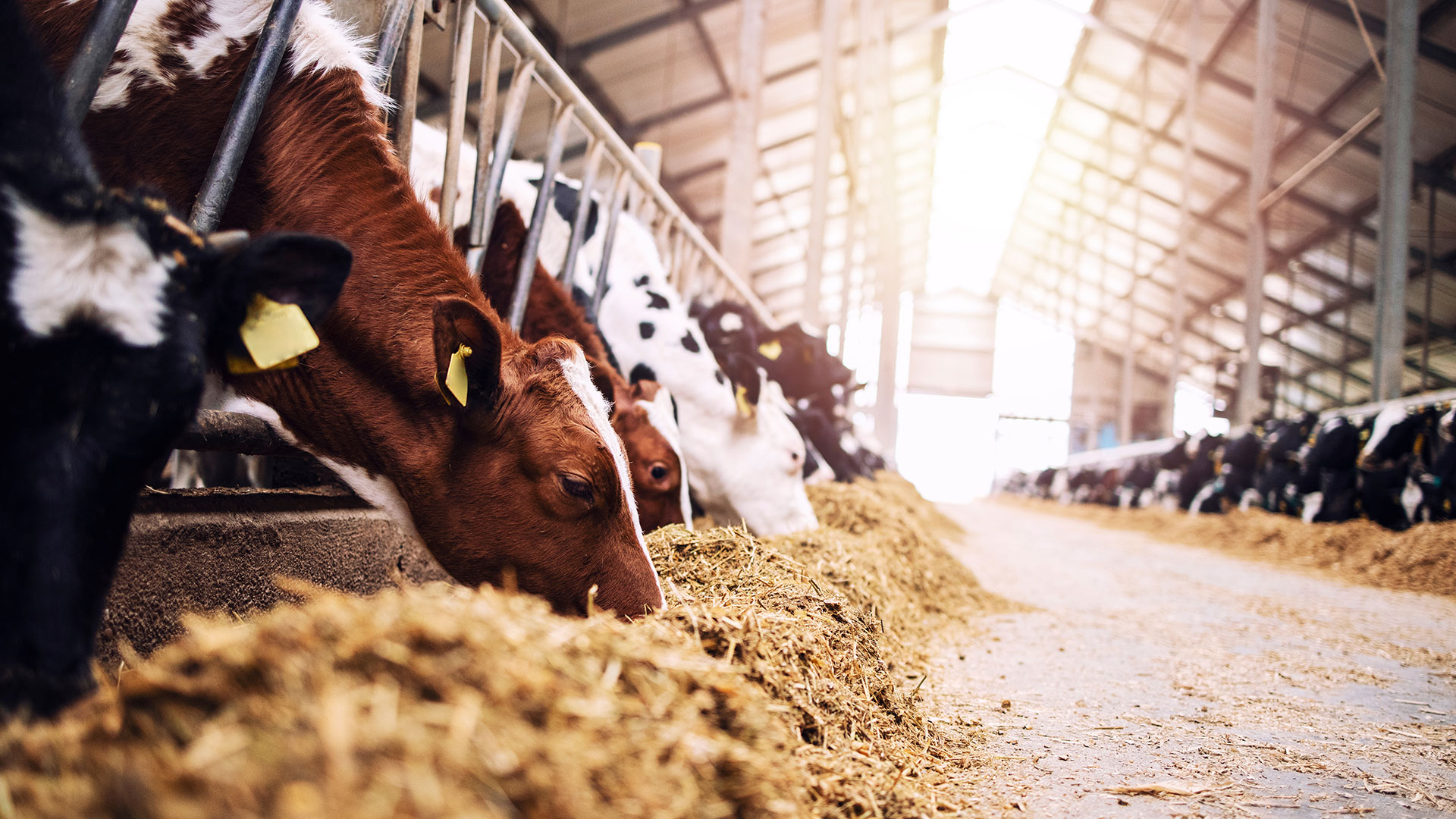 一群健康的奶牛在畜牧场畜棚的一排牛栏中进食