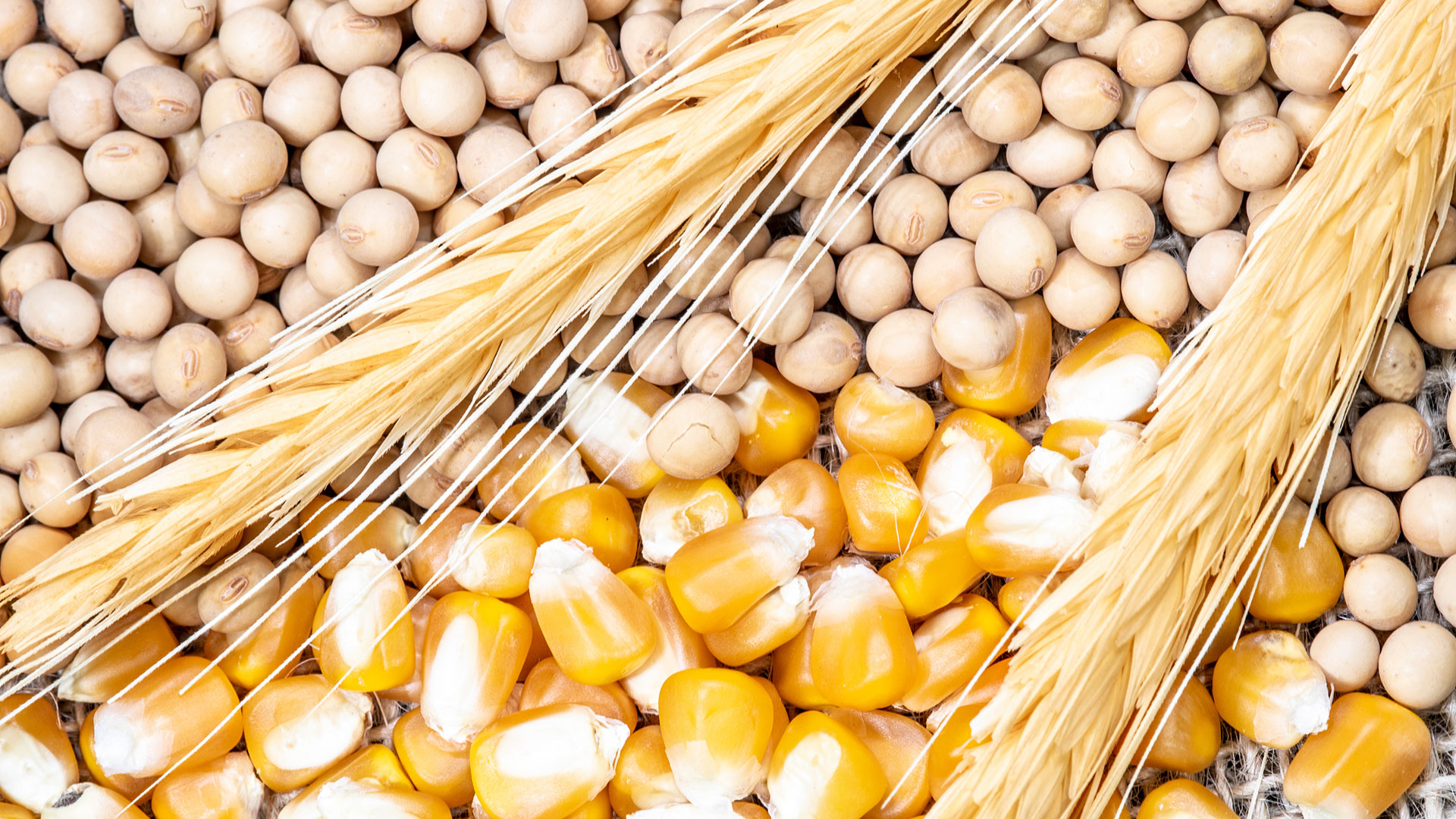 相邻摆放的不同谷物：小麦、玉米和豆荚