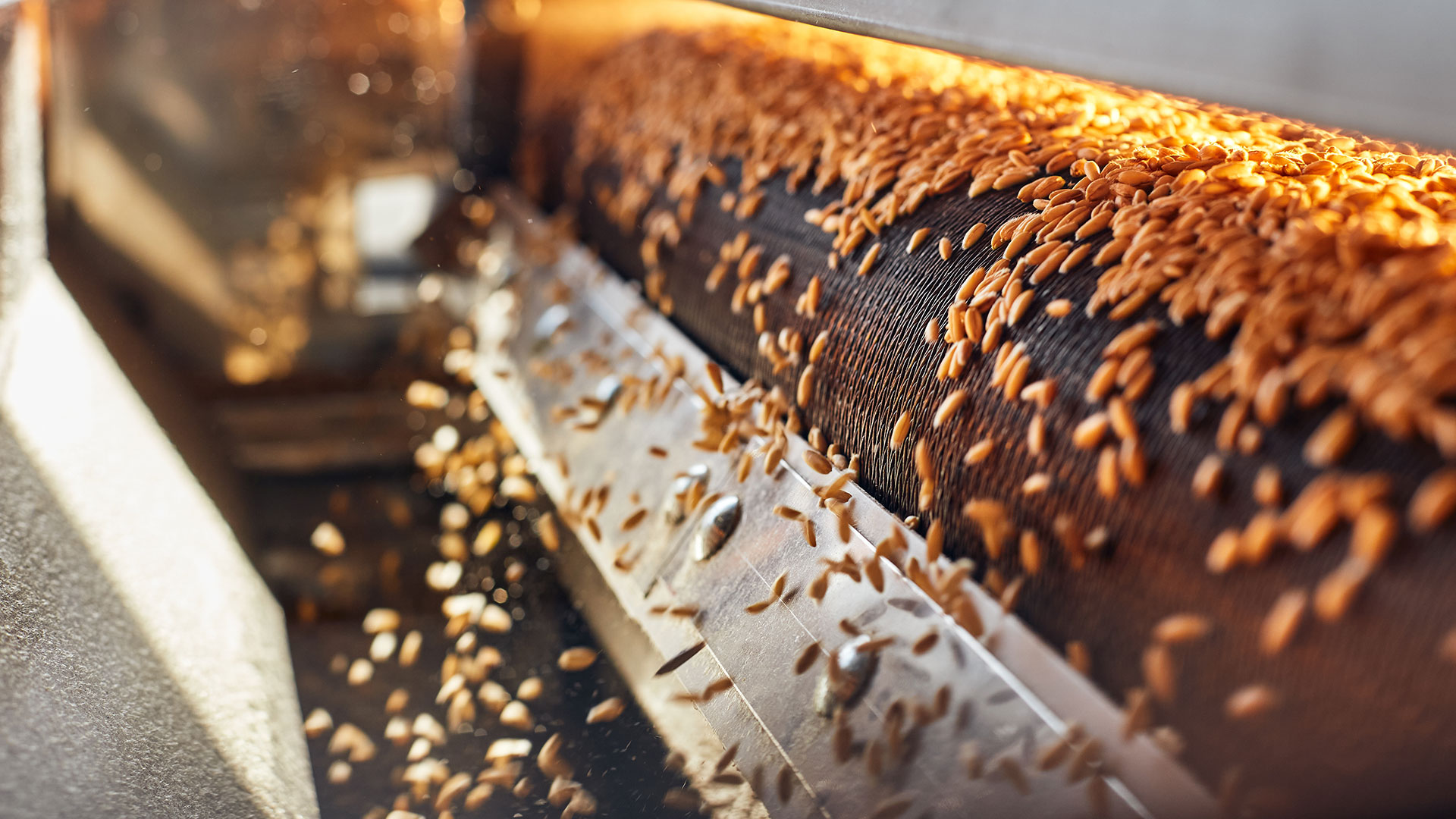 机器正在烘干输送机上的小麦