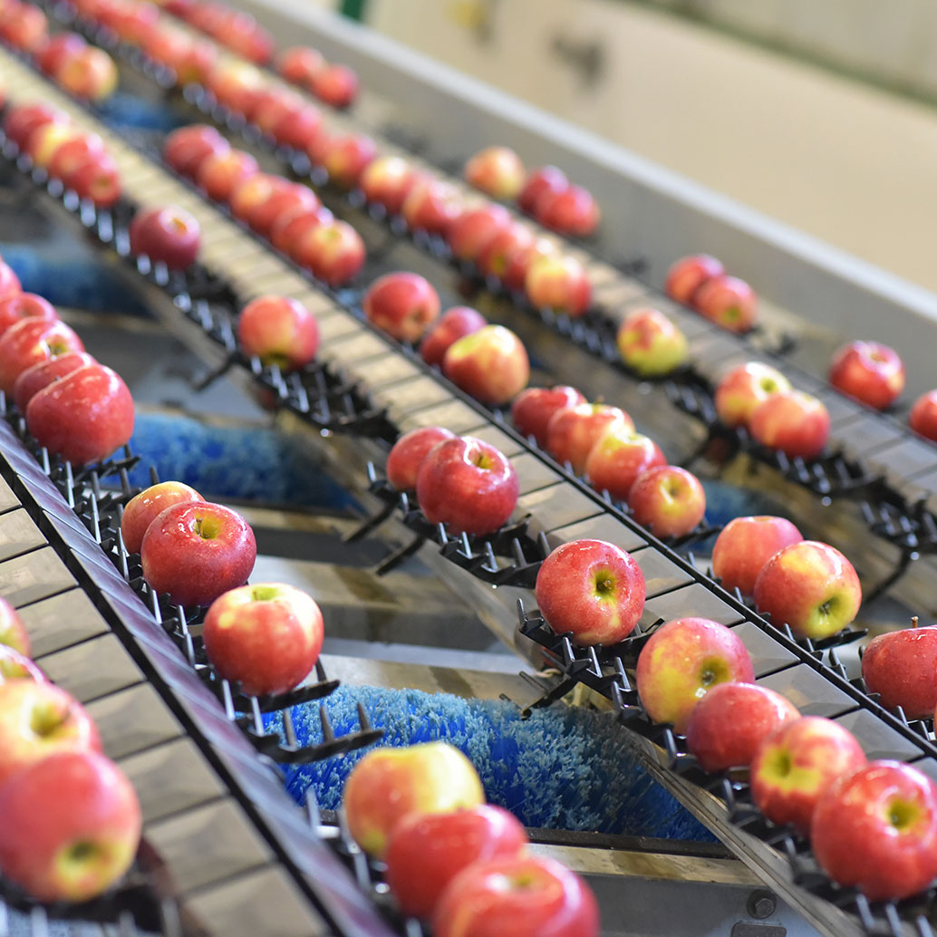食品工厂中运输新鲜收获的苹果。水果分拣和加工