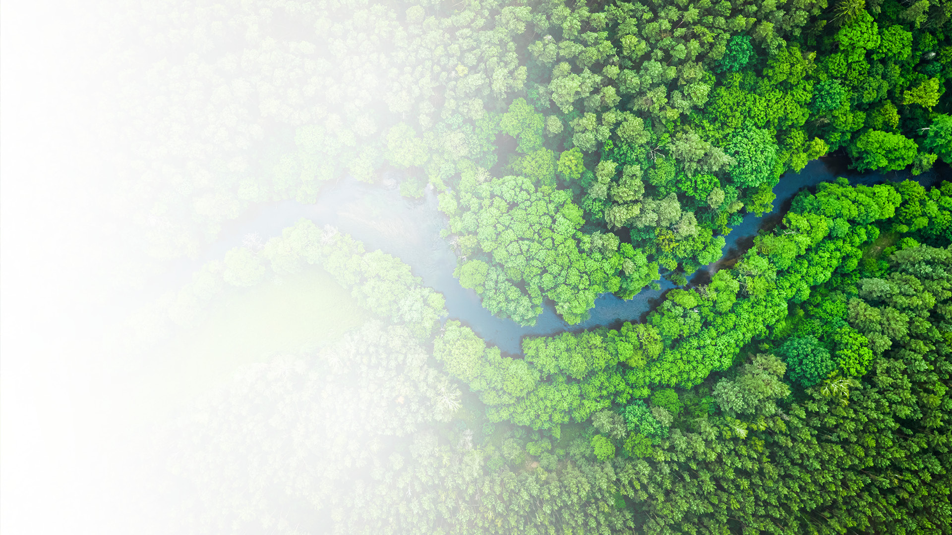 河流蜿蜒穿过绿色的森林
