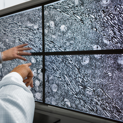 四个屏幕展示使用蔡司 MultiSEM 显微镜拍摄的图像。 